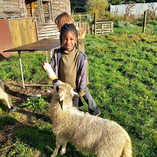 Petite fille qui donne à manger à une chèvre dans une ferme.